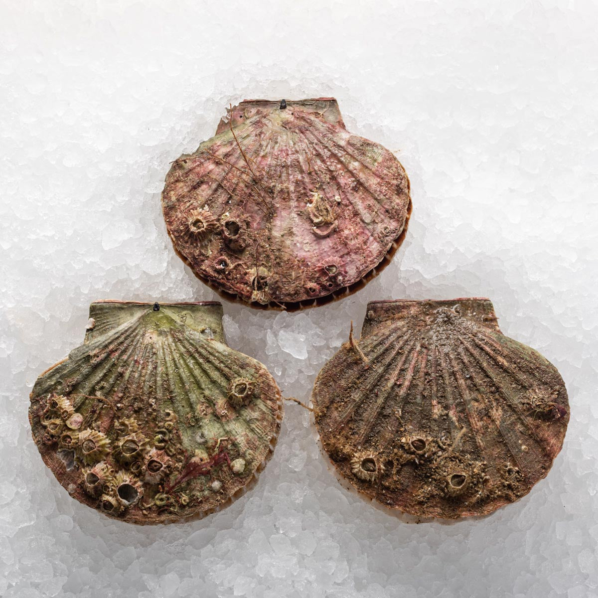 HAND DIVED SCALLOP ( ORKNEY )
