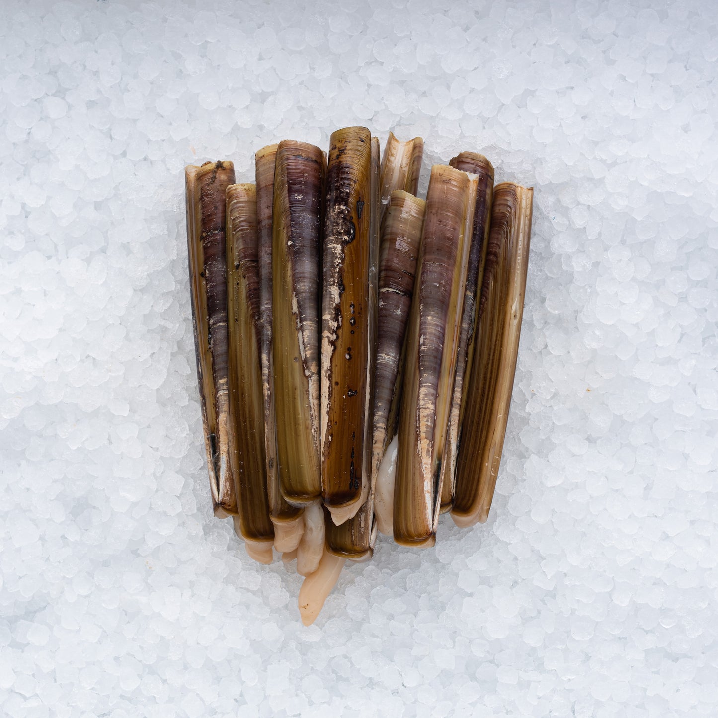 RAZOR CLAMS ( FROZEN )